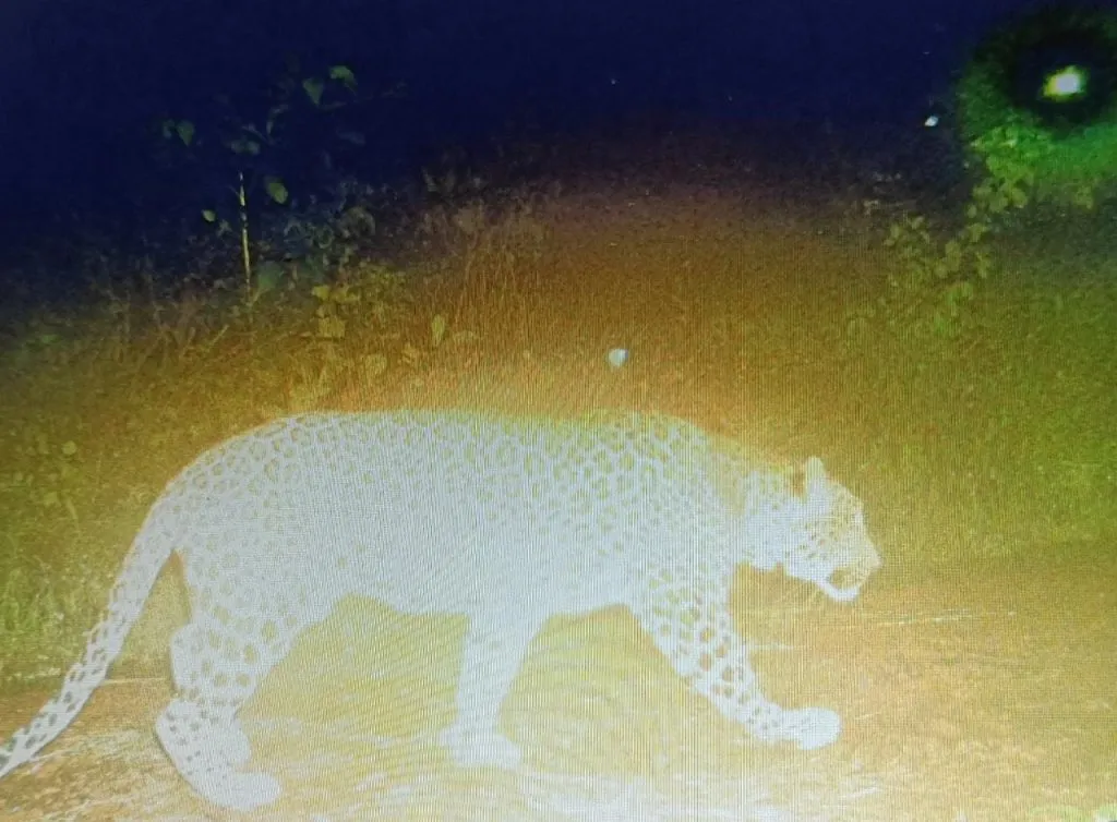 अखेर बिबट्या आढळला…!