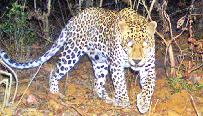 गणेशोत्सव बिबटय़ाच्या धास्तीखालीच!