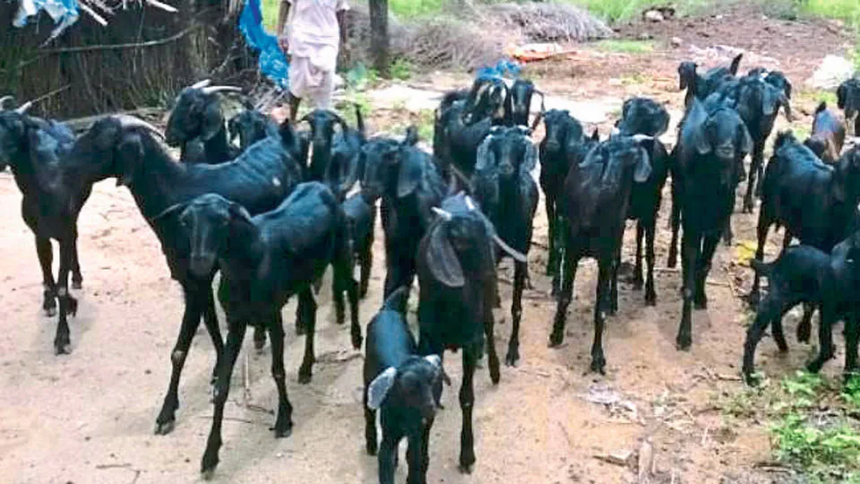 चक्क स्कॉर्पिओतून शेळ्यांची चोरी