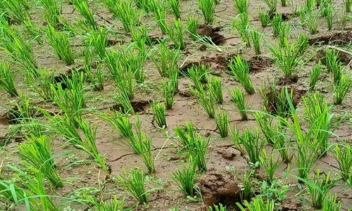 मळेवाड गावात गव्यांचा उपद्रव वाढला