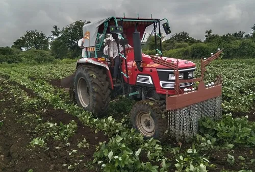 सततच्या पावसामुळे शेतकऱ्यांचं नुकसान; निराश शेतकऱ्याने पिकावर फिरवला ट्रॅक्टर