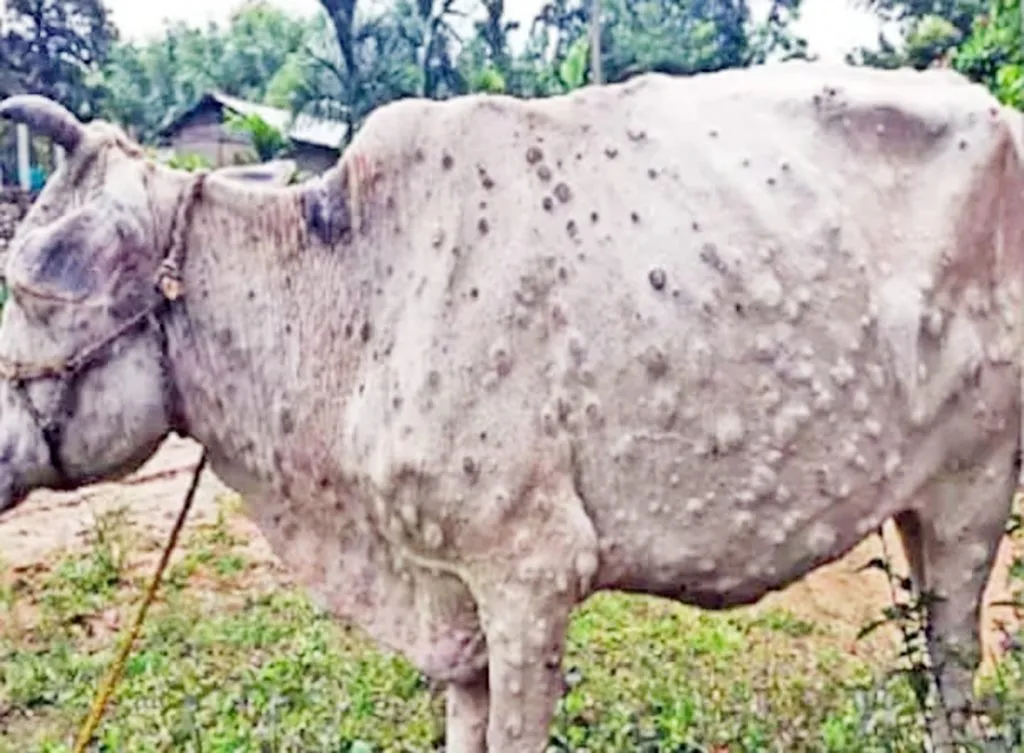 सावधान, तालुक्यात लम्पिस्कीनचा धोका वाढतोय!