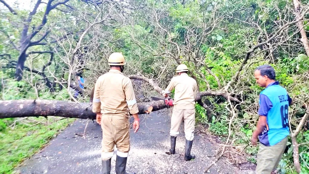 हिवरे रस्त्यावर झाड कोसळले