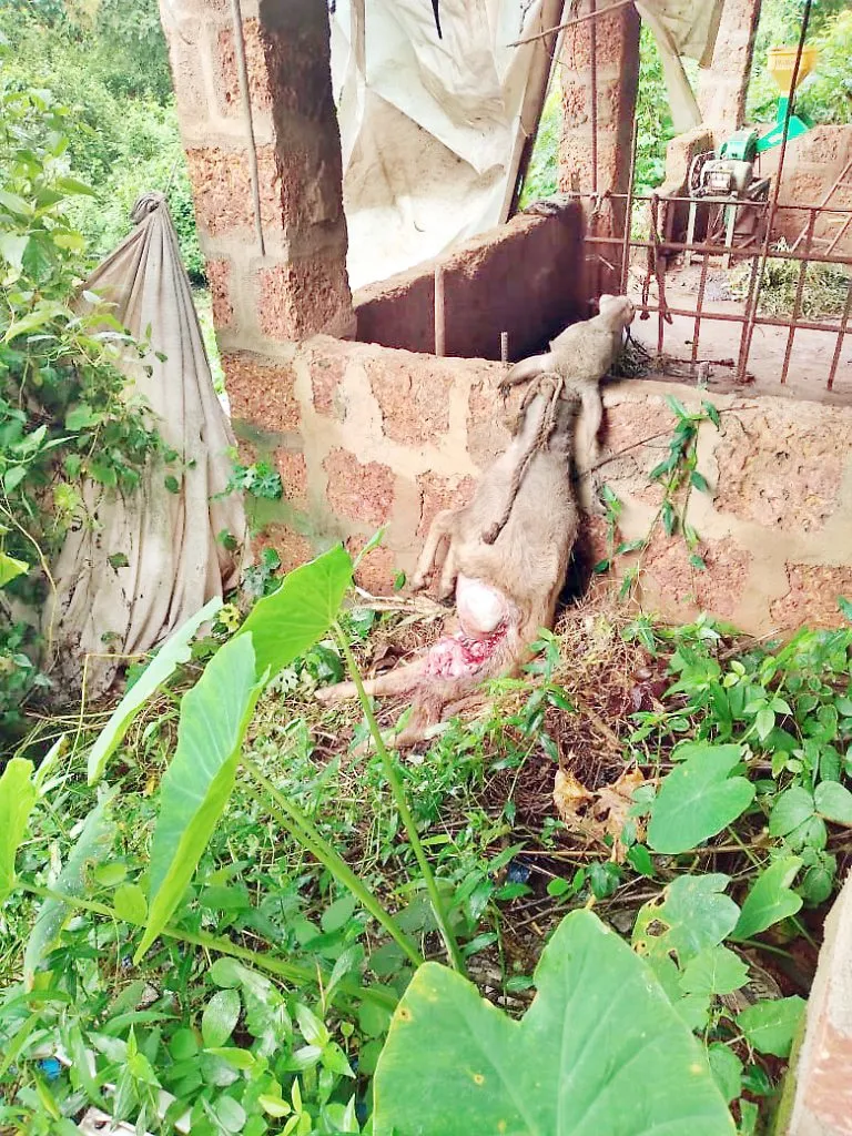 धारबांदोडा येथे गोठय़ात शिरून बिबटय़ाने वासराचा फडशा पाडला