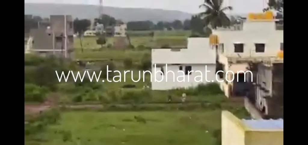 बिबट्यानंतर आता ‘तरस’ प्राण्याची घुसखोरी..!