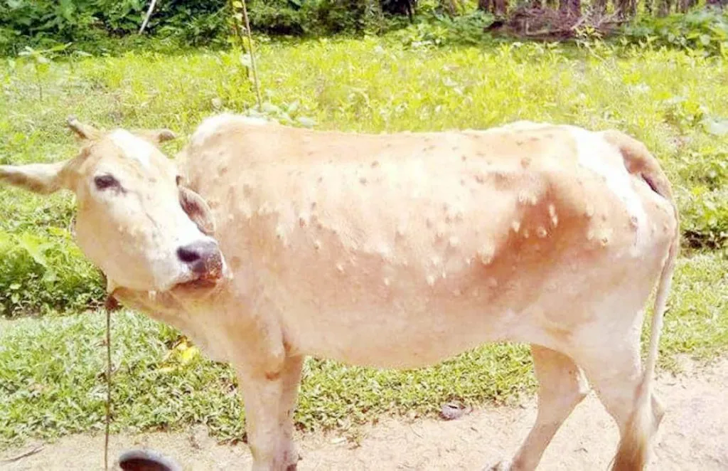 परळी खोऱ्यात लम्पीचा शिरकाव