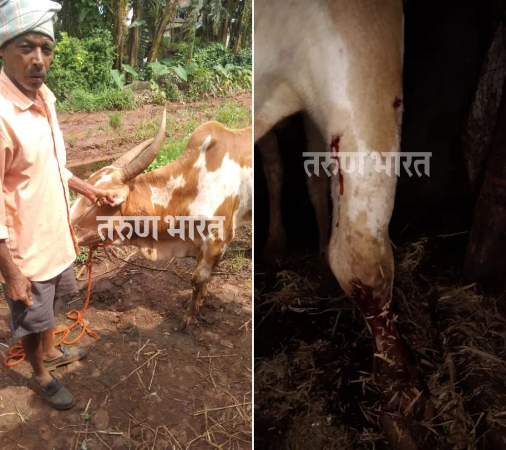 बैलावर ‘बिबट्या’चा हल्ला..!