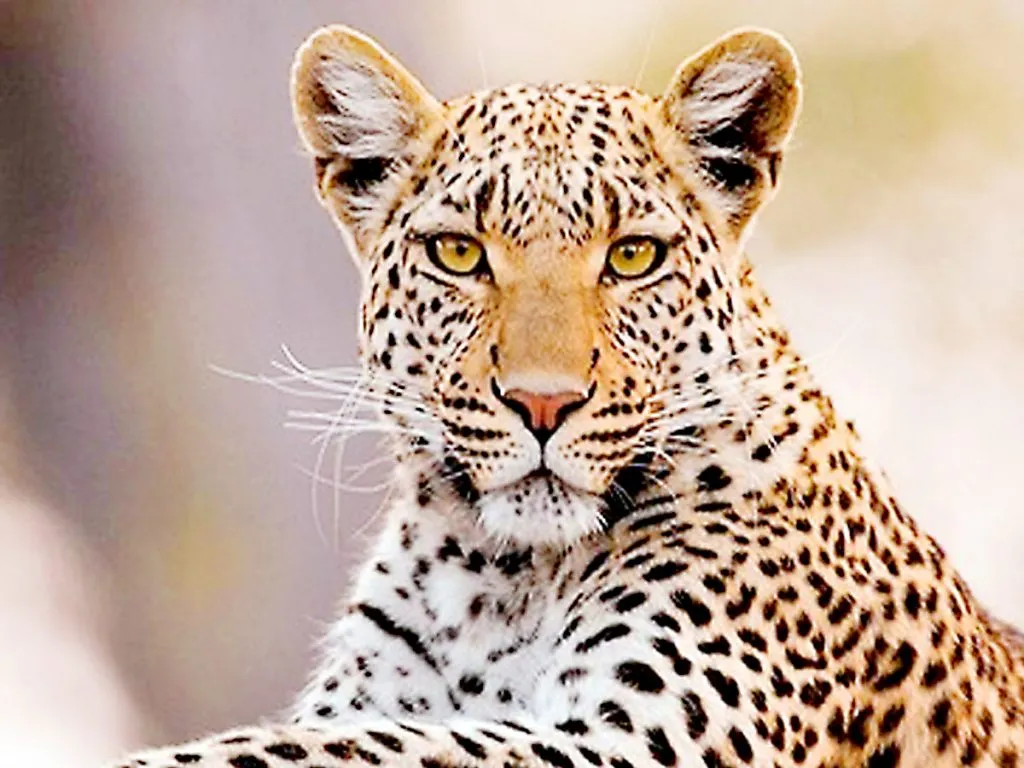 अखेर बिबटय़ा गेला कुठे?