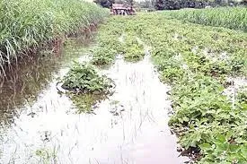 परतीच्या पावसाने हाहाकार; पिकांचं मोठं नुकसान