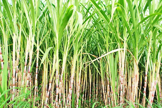 Farmers warn of agitation for sugarcane bills