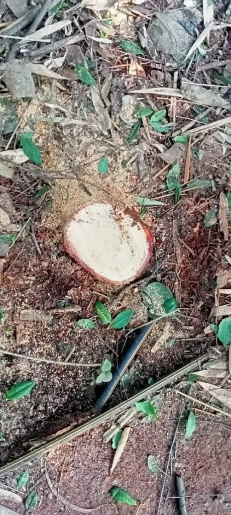 Sangli : सांगलीत महावीर उद्यानातून चंदनाच्या झाडाची चोरी