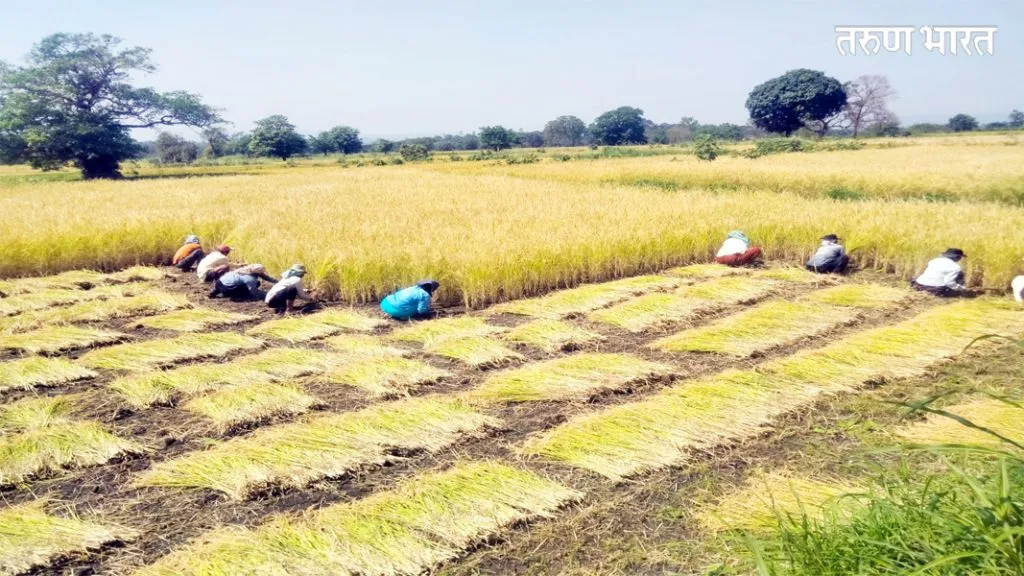 तालुक्यात भातकापणीला सुरुवात