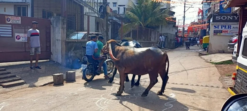 बेळगाव शहरात दसऱ्यानिमित्त म्हैस शर्यतीची अनोखी परंपरा