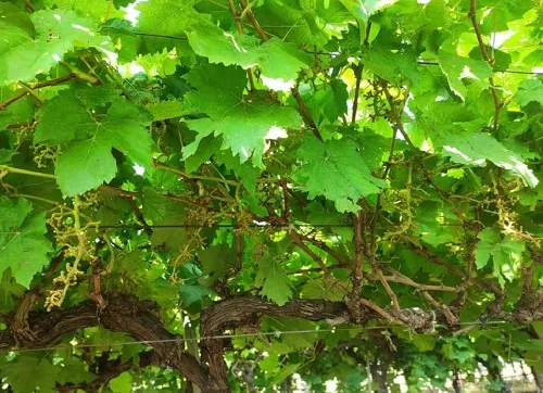 Sangli : लाखोंची द्राक्षबाग वटवाघुळांनी केली एका रात्रीत फस्त