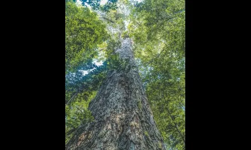 अमेझॉनमध्ये मिळाला सर्वात उंच वृक्ष