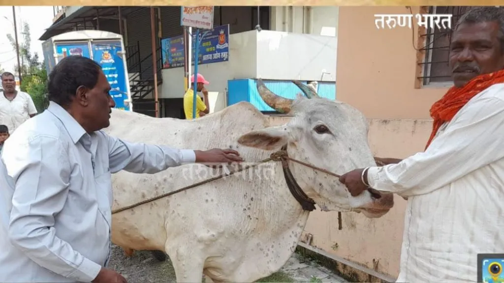 कळंब्यात लम्पीने गाय, बैलाचा मृत्यू