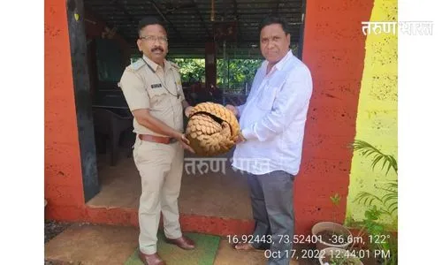 Ratnagiri : लांजातील वेरळ येथे सापडले खवले मांजर