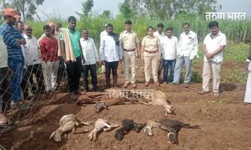 Sangli : काळमवाडी येथे बिबट्याच्या हल्ल्यात ८ मेंढ्या ठार; २ लाखाचे नुकसान
