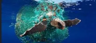 Ratnagiri : समुद्री कासवांच्या संरक्षणासाठी मच्छीमारांना नुकसान भरपाई