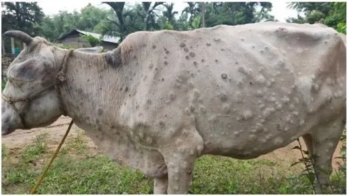 Sangli : लसीकरणानंतरही लंम्पीचा संसर्ग; ३६ बाधित जनावरांचा बळी