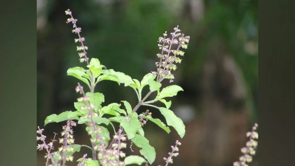 जाणून घ्या तुळशीचे आरोग्यदायी फायदे