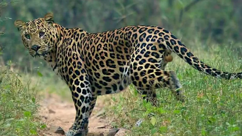 चांदोली परिसरात बिबटय़ाची दहशत