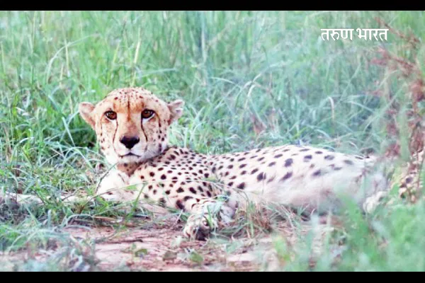 ‘कुनो’मधील चित्त्यांचा क्वारंटाईन कालावधी पूर्ण