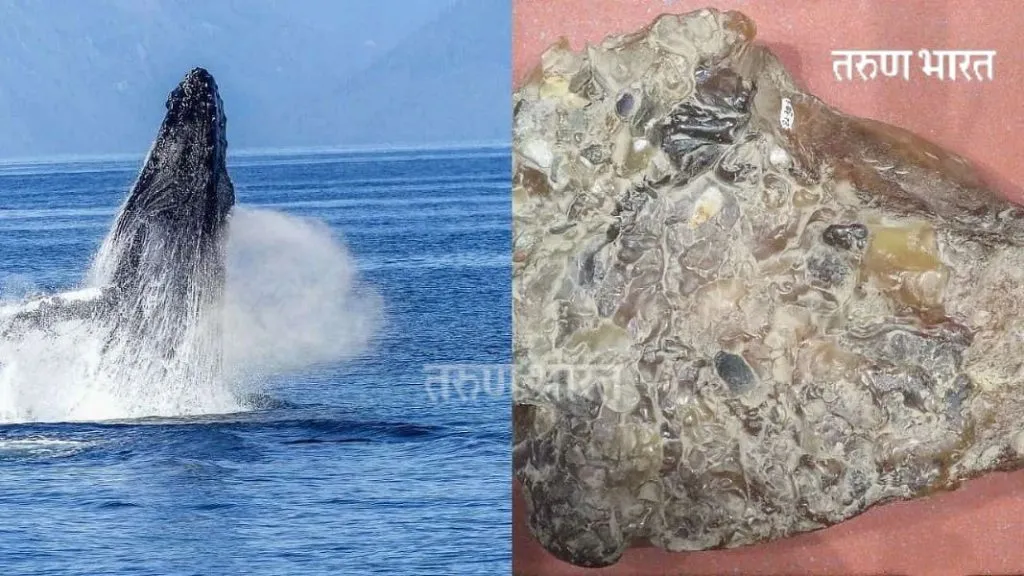 व्हेल माशाची ‘उलटी’ म्हणजे काय?