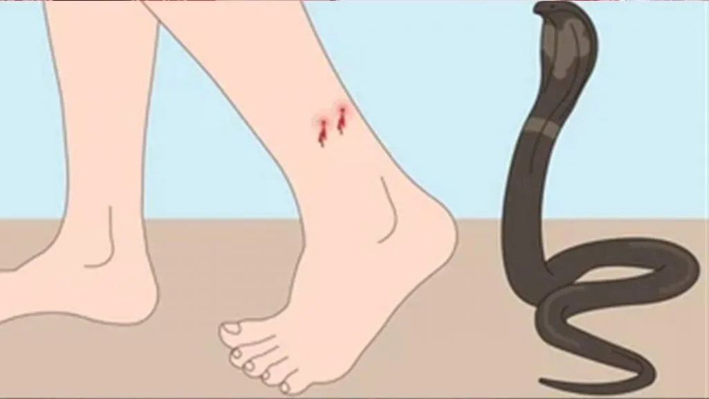 सर्पदंश झालेल्यांना नुकसान भरपाई?