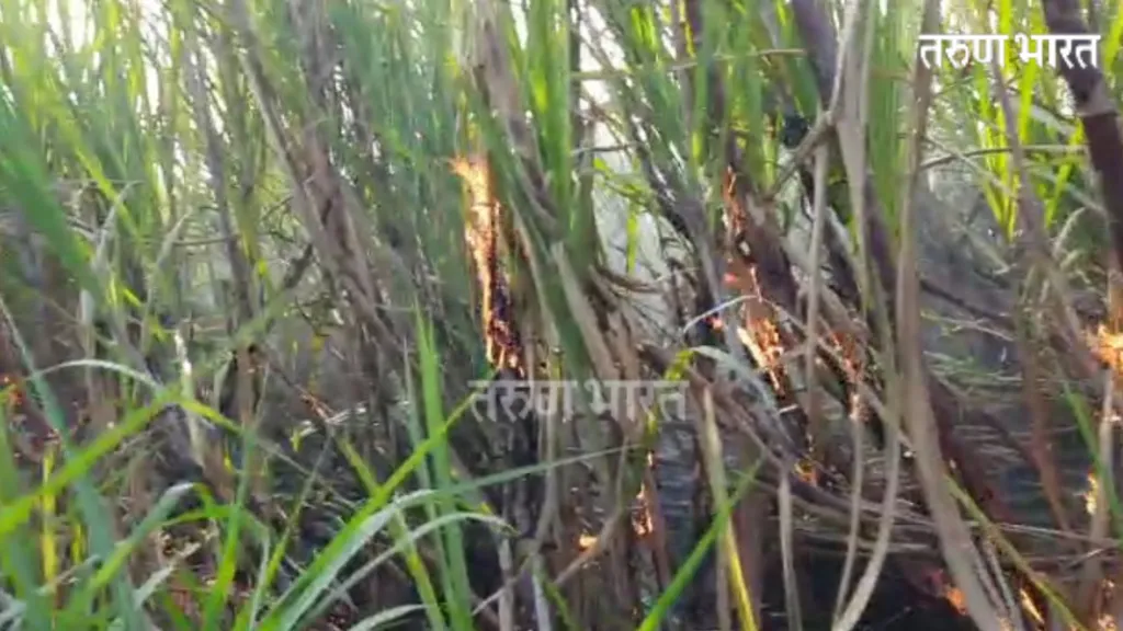 Sangli : शॉर्टसर्किटने 8 एकरातील ऊस जळून खाक; शेतकऱ्यांचे लाखोंचे नुकसान