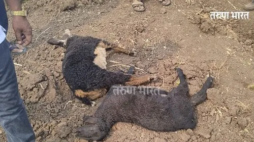 Kolhapur : लांडग्यांच्या हल्यात २ मेंढरं ठार; ८ जखमी नेज येथील घटना