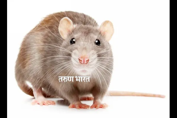 1.8 कोटी उंदरांमुळे न्यूयॉर्क त्रस्त