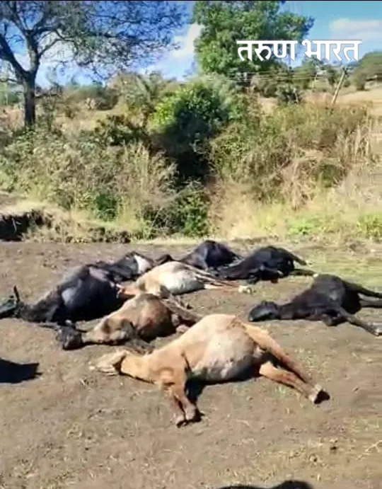 टाकाऊ अन्न खाल्ल्यामुळे 12 बकऱ्यांचा मृत्यू