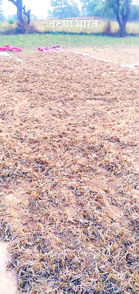 धामणे (एस) मध्ये हत्तींचा धुमाकूळ