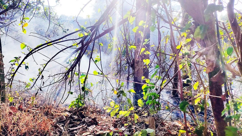 हरमलात काजू बागायतीला आग लागून नुकसान