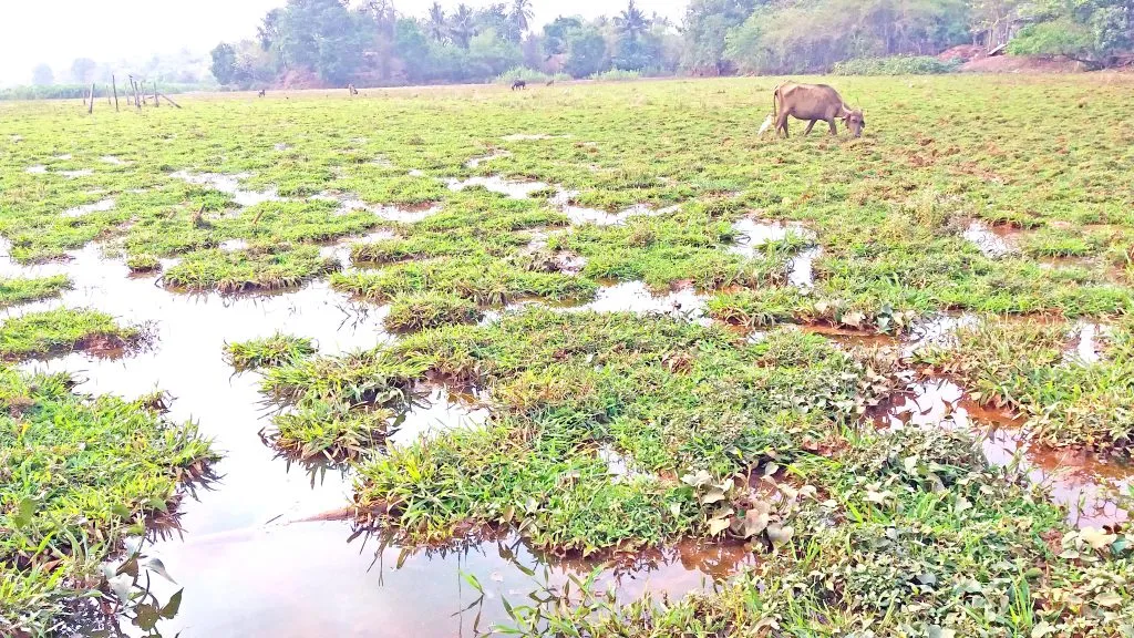 पिसुर्लेत शेती पुनर्जीवित करण्यासाठी हालचालींना गती