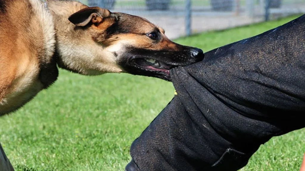 14 injured in vicious dog attack