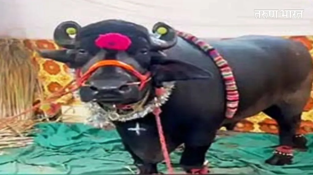 सोलापुरात दीड कोटींच्या गजेंद्रची चर्चा