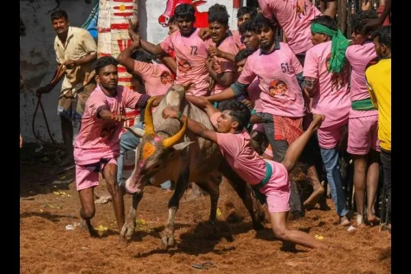 ‘जल्लीकट्टू’ उत्सवावेळी तामिळनाडूत 23 जखमी