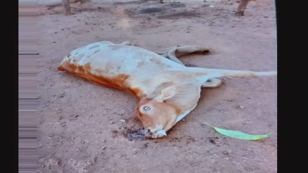 मळेवाड येथे गव्याच्या हल्ल्यात गायीचा मृत्यु