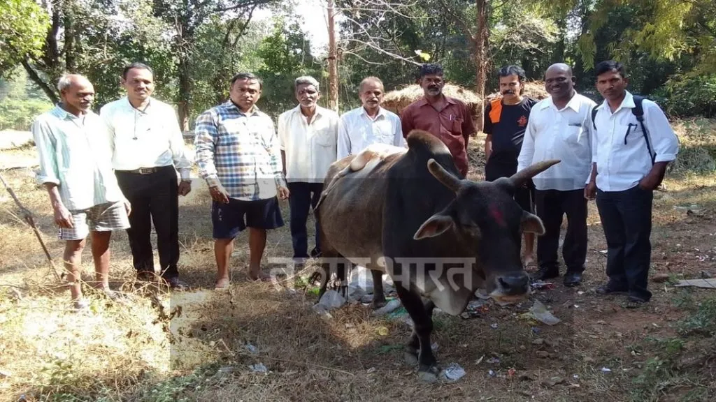 पाठीवर पाचवा असलेला बहुचर्चित बैल कारीवडेत