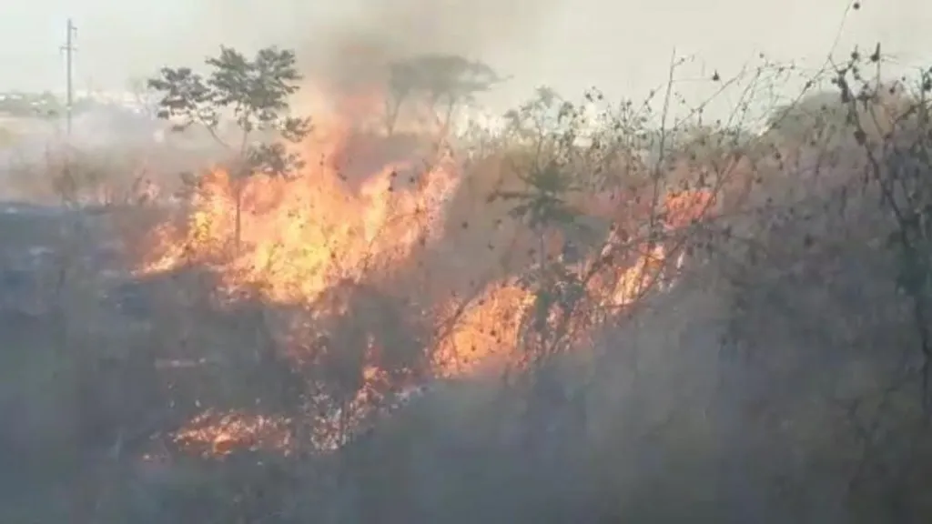 पुन्हा एकदा शेंडा पार्कात शेकडो झाडे आगीत भस्मसात