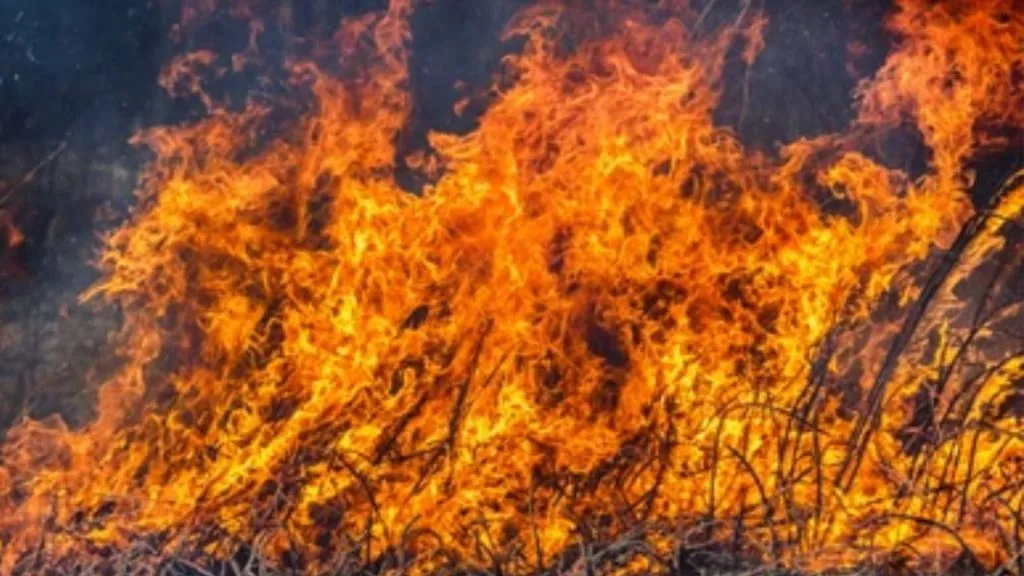 राजाराम महाविद्यालयातील शेकडो झाडे आगीत भस्मसात