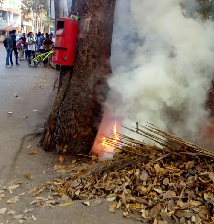 झाडांचा पालापाचोळा झाडांच्याच माथी