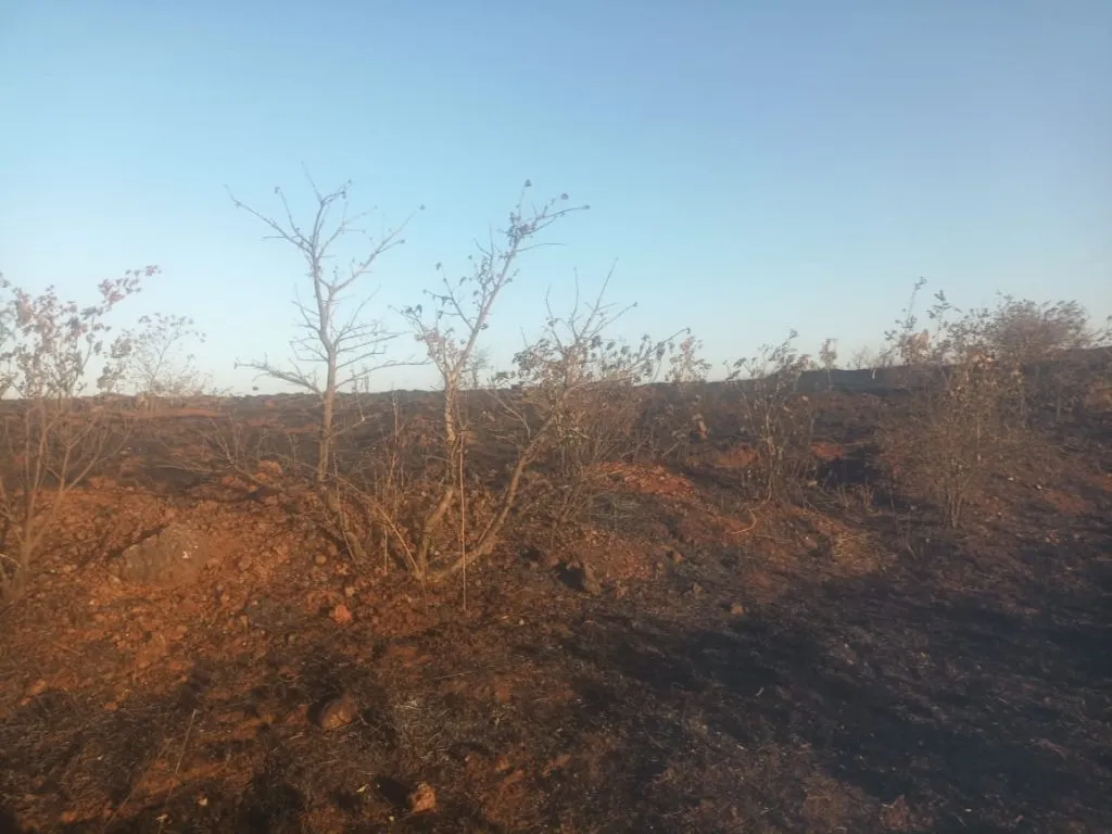 सातेरी महादेव डोंगरावरील वणव्यामुळे हजारो झाडे आगीच्या भक्ष्यस्थानी