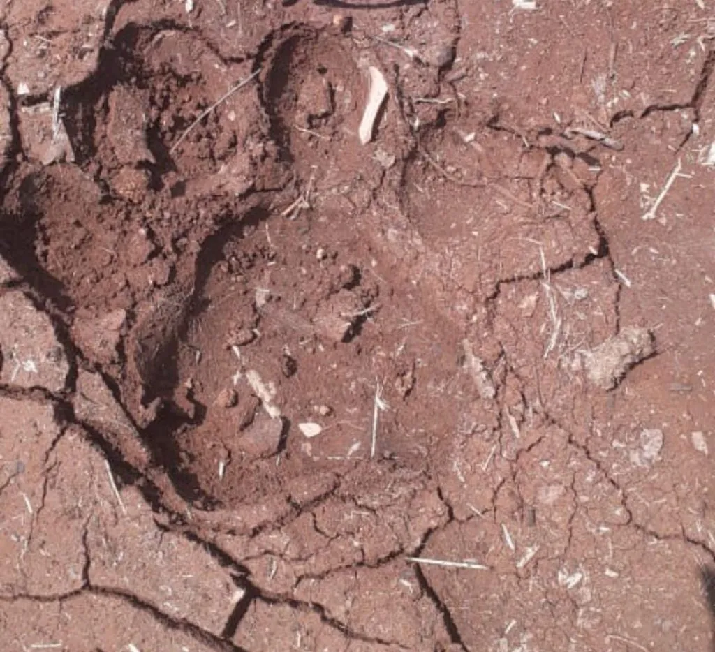 Kolhapur Breaking आजरा महागोंडवाडीत दिवसाढवळ्या वाघाचे दर्शन, वनविभागाने दिला दुजोरा