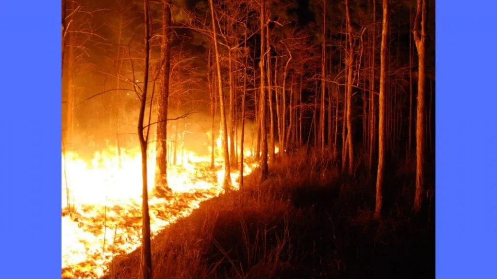 दक्षिण अमेरिकन देश चिलीच्या जंगलात भीषण आग, १३ जणांचा मृत्यू