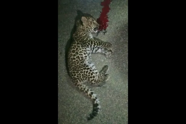 वाहनाच्या धडकेत बिबटय़ाचा बछडा ठार