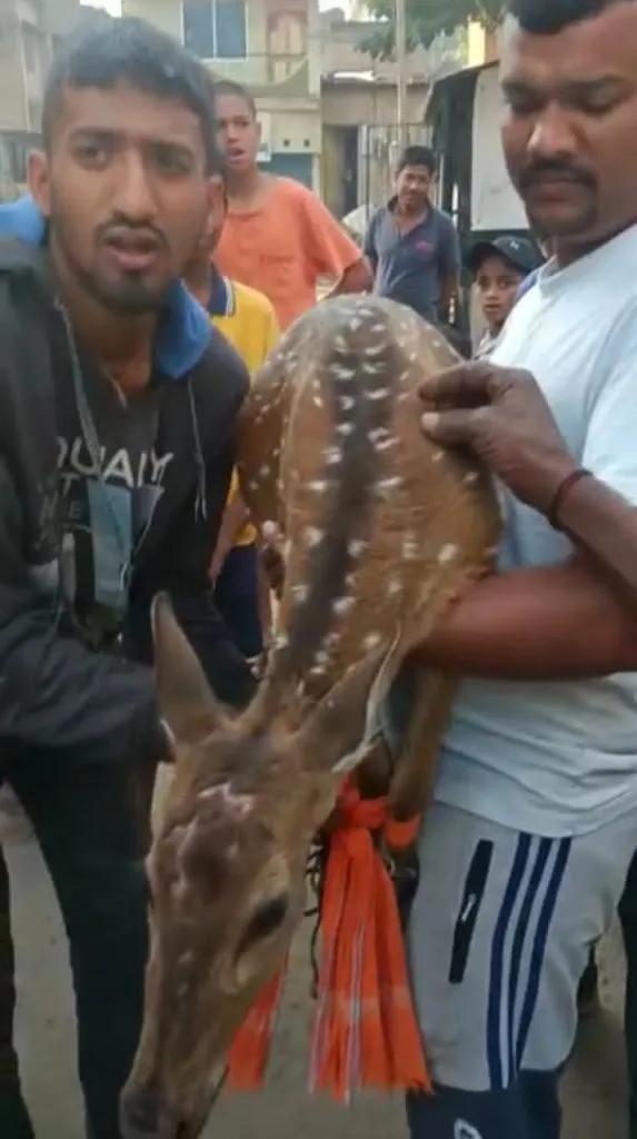 येळ्ळूर येथे हरिण सापडले