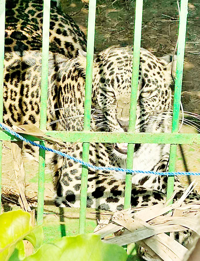 वंटे, फातर्पा येथील सापळय़ात बिबटा जेरबंद